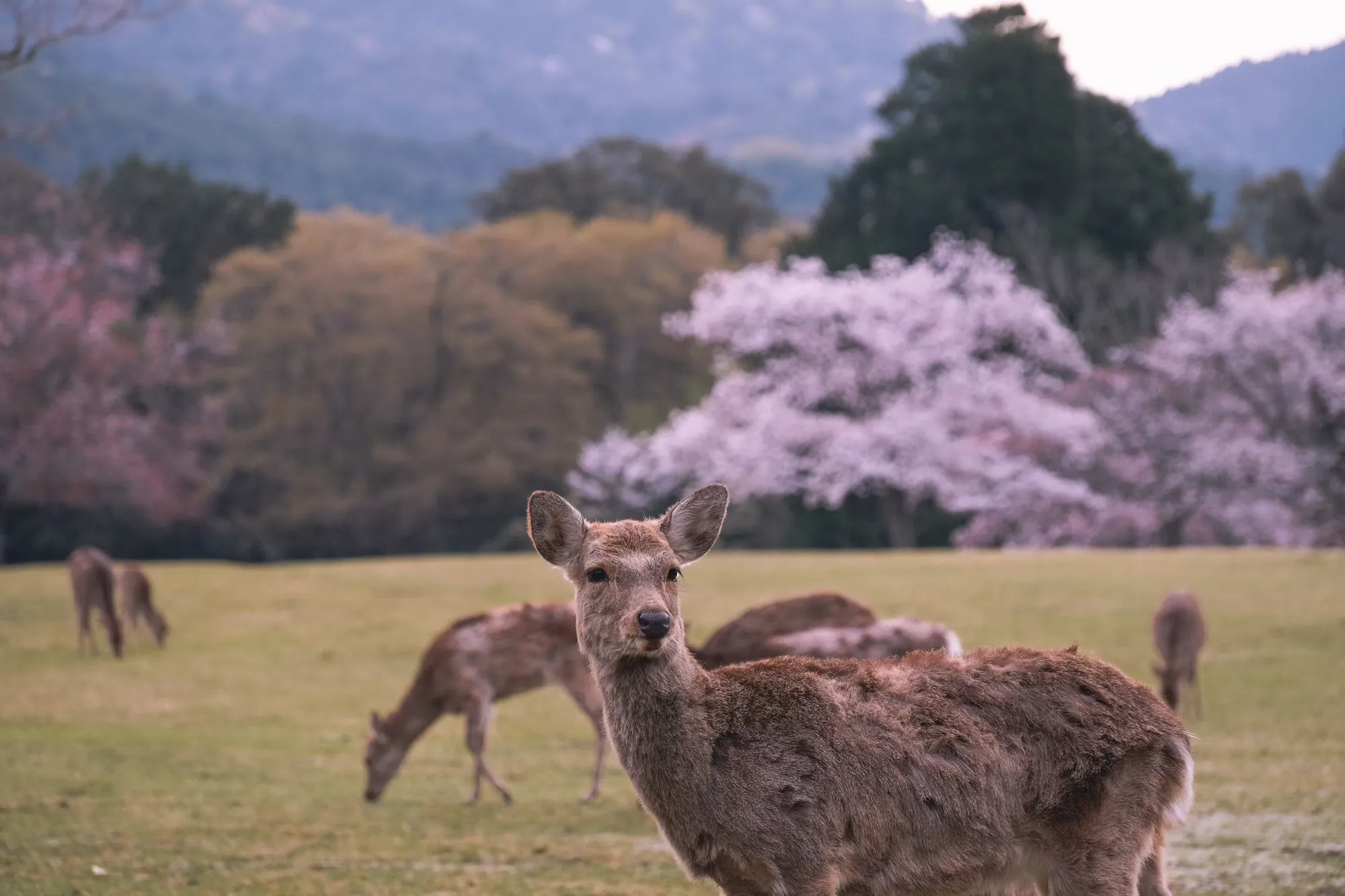 Deer grazing in Nara Park beneath cherry blossoms
