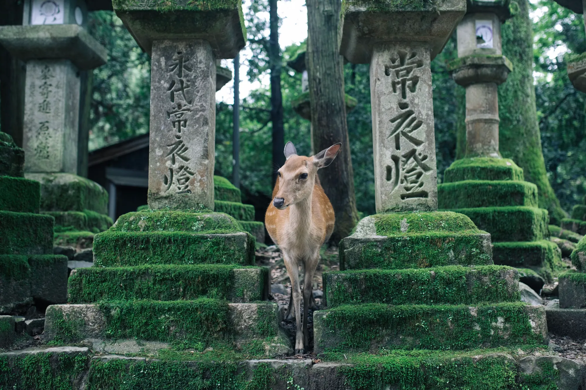A deer resting among moss-covered stone lanterns in Nara
